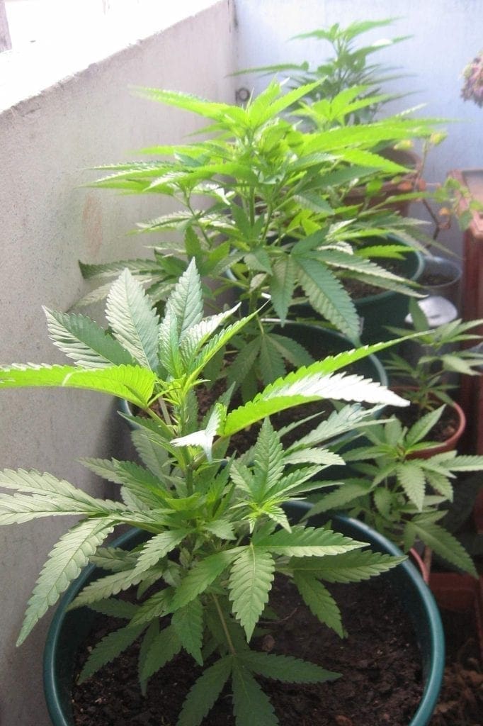 Estágio vegetativo da cannabis - semana 5
