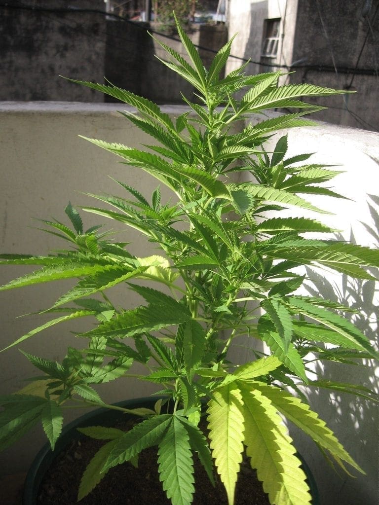 Cannabis en etapa vegetativa — semana 5