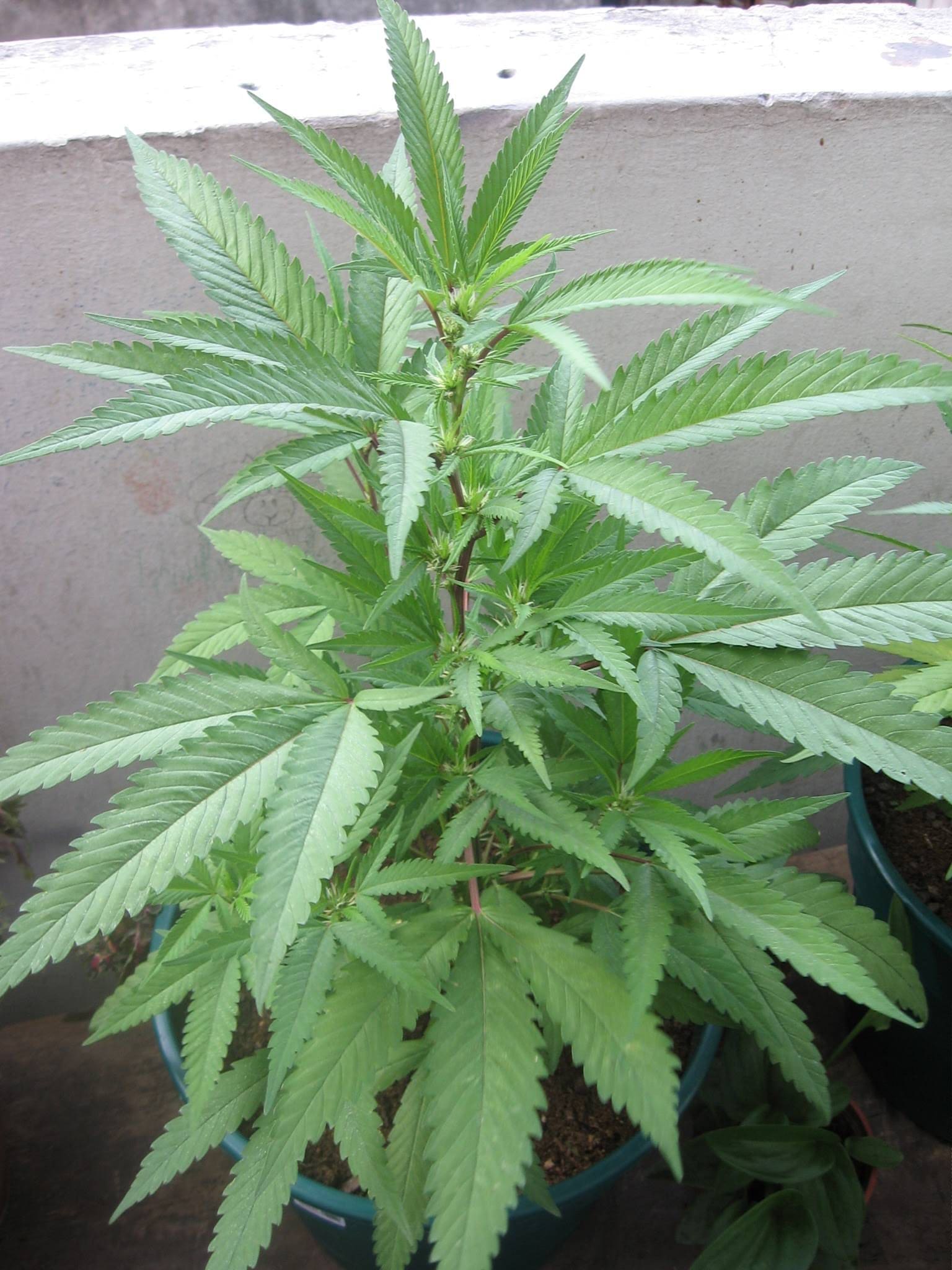 Vegetative stage in Cannabis plants