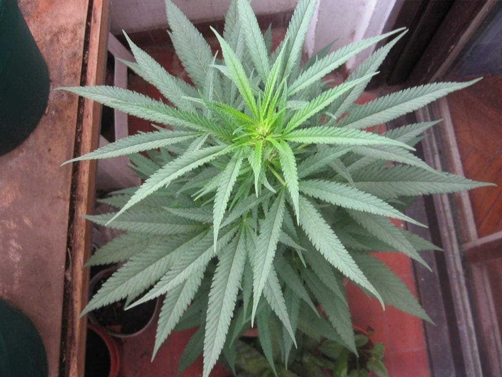 Vegetative stage in Cannabis plants