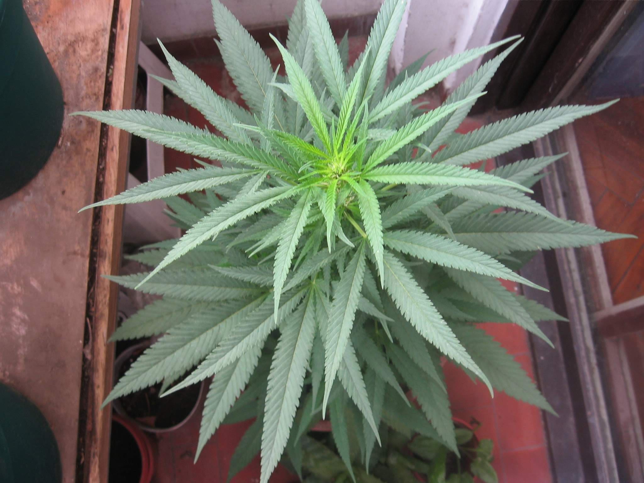 Cannabis em estágio vegetativo - semana 8
