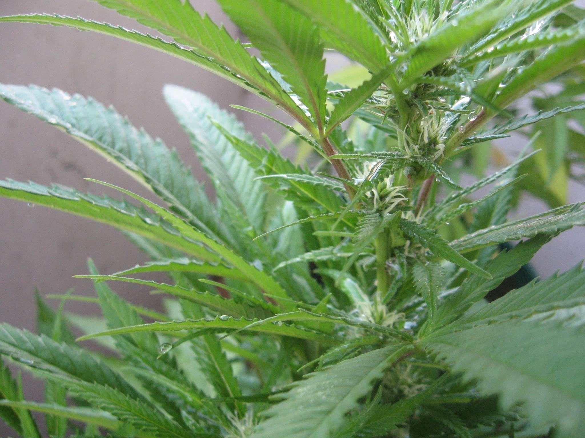 Cannabis in vegetative stage - week 7