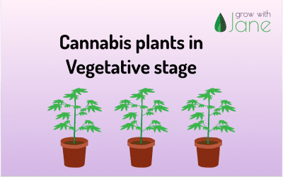 Cannabis plant in vegetative stage