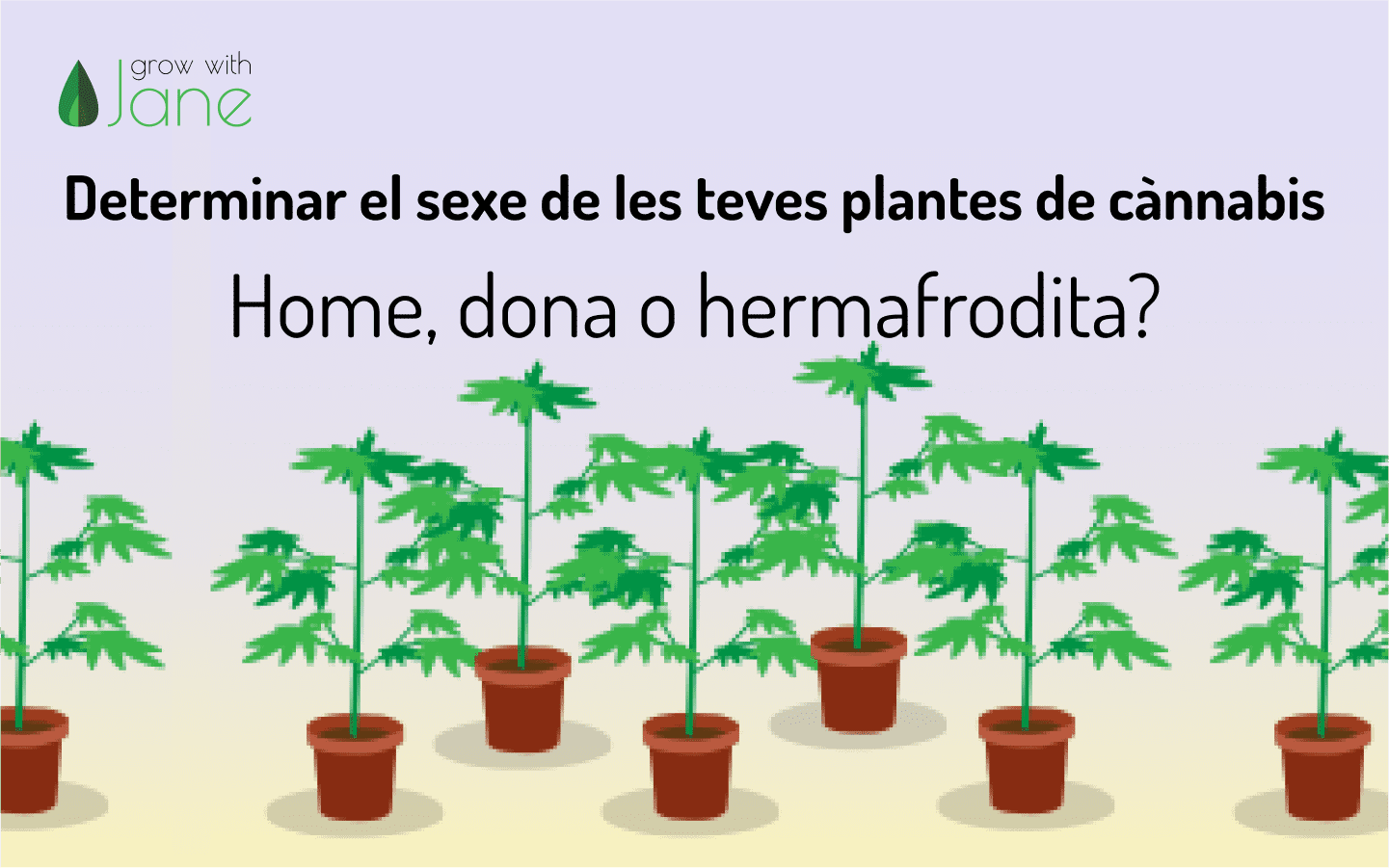 Determinar el sexe de les teves plantes de cànnabis