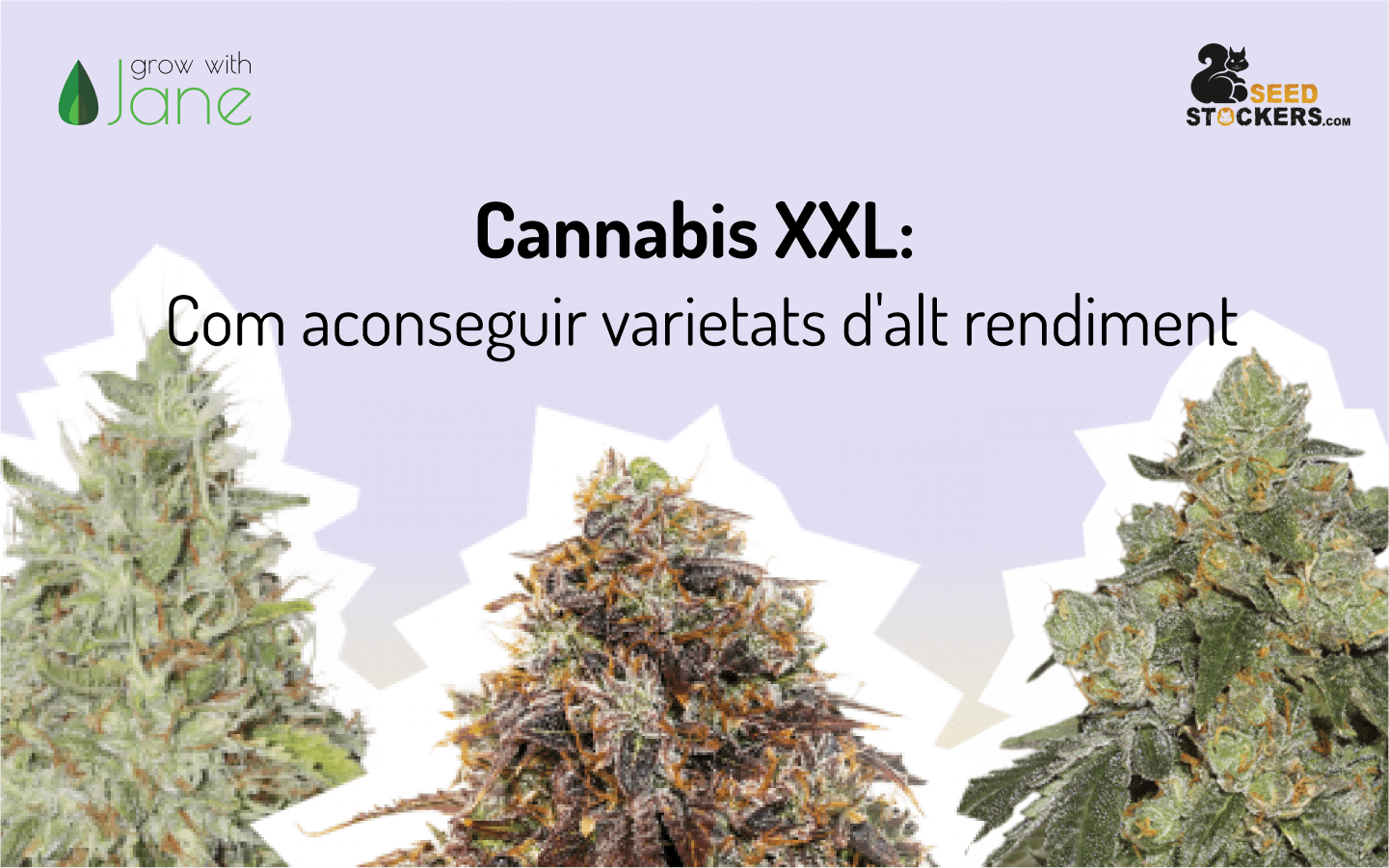 Cannabis XXL: Com aconseguir varietats d’alt rendiment
