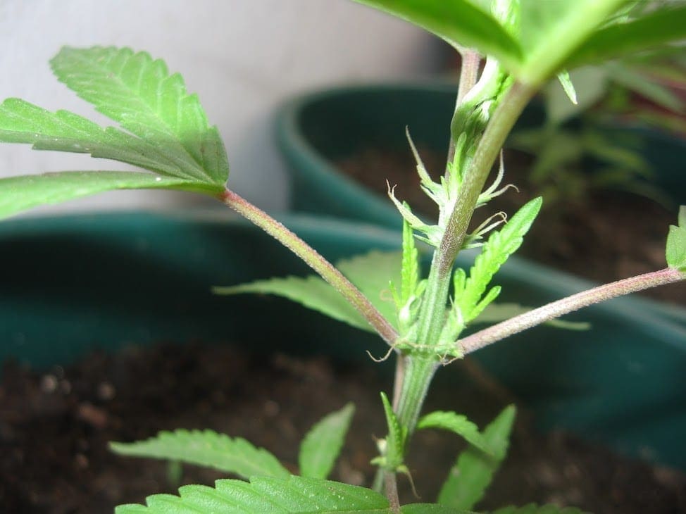 pré-flor fêmea cannabis