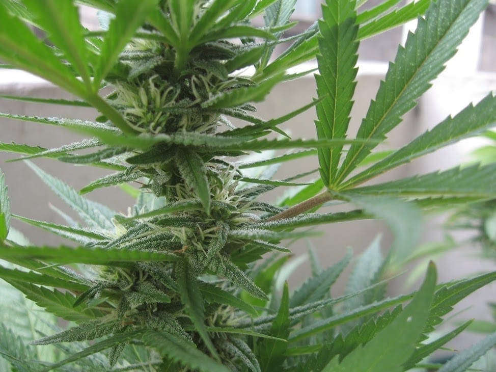 Floración planta de Cannabis etapa media — semana 4