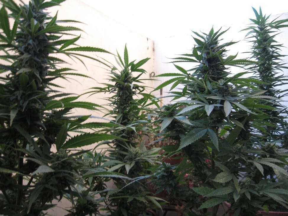 Planta de Cannabis en floración etapa final — semana 7 