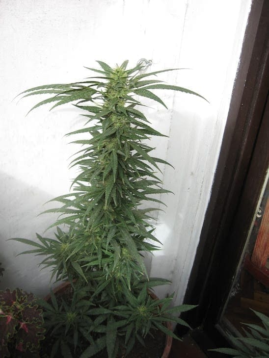 Planta de Cannabis en floración etapa final — semana 8