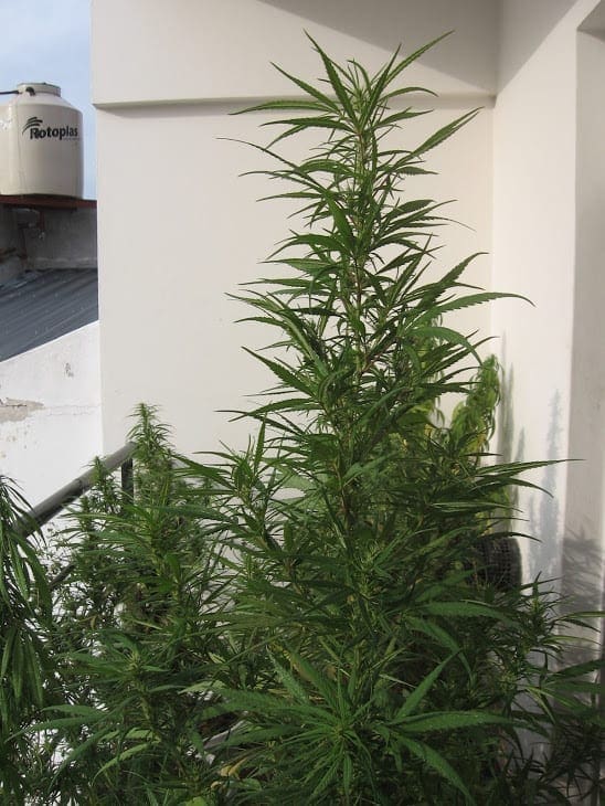 Cannabis Flowering stage initiation