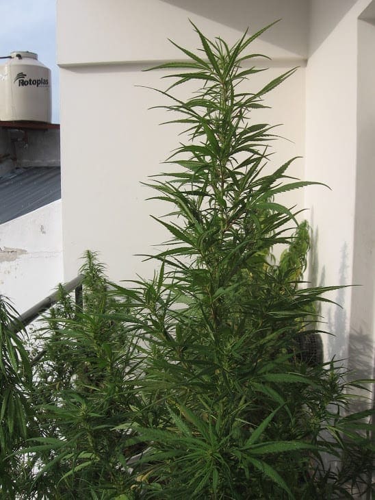 cannabis plants flowering