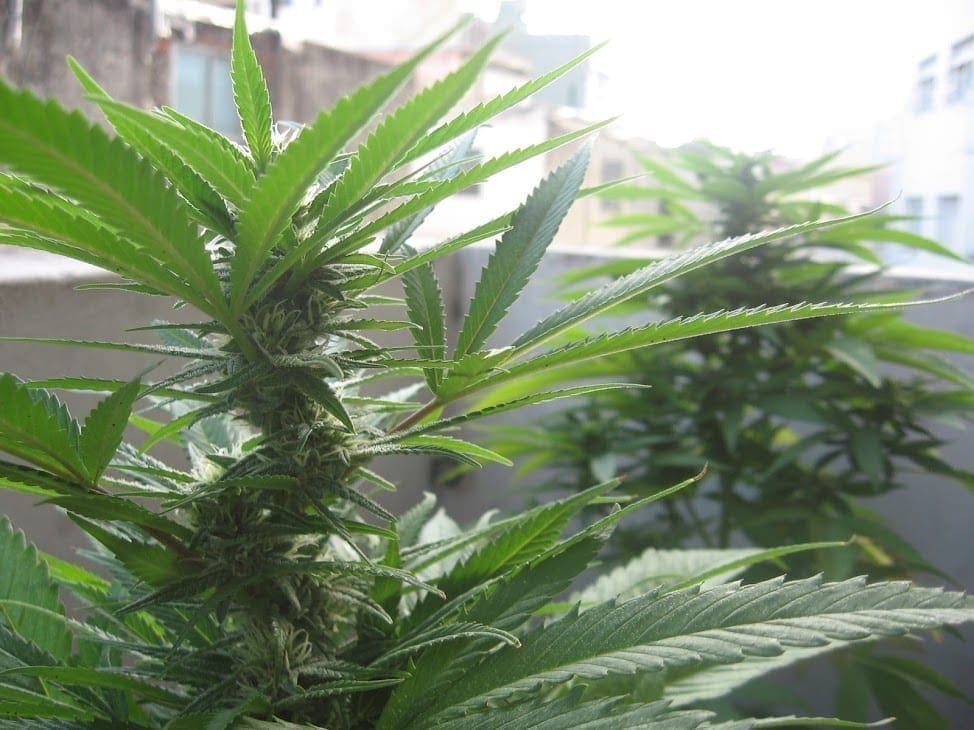 Cannabis a metà fioritura - settimana 4
