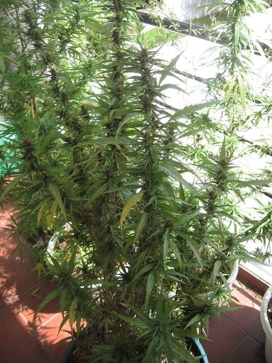 Cannabis en floración media al aire libre