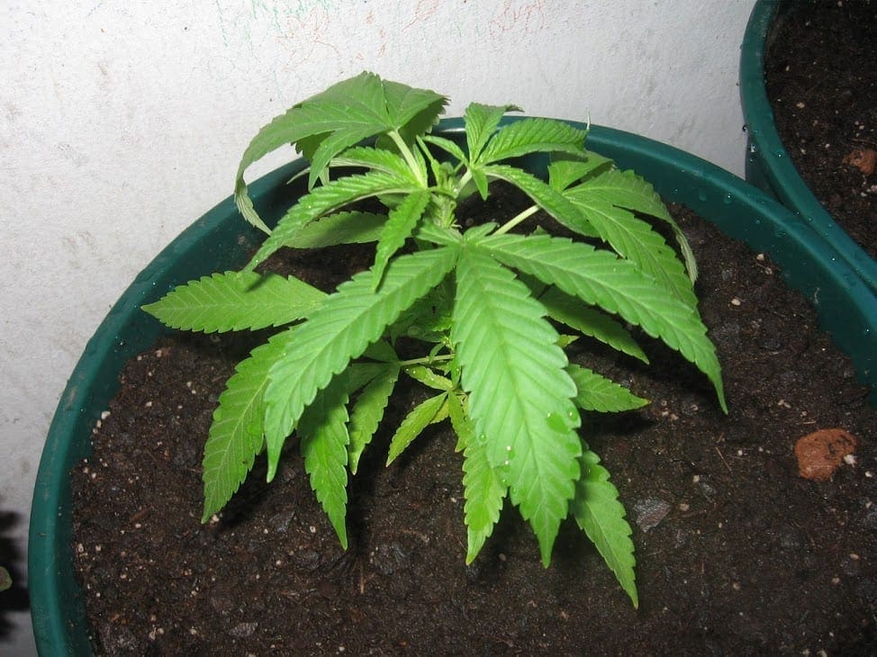 Piantina di cannabis allo stadio vegetativo