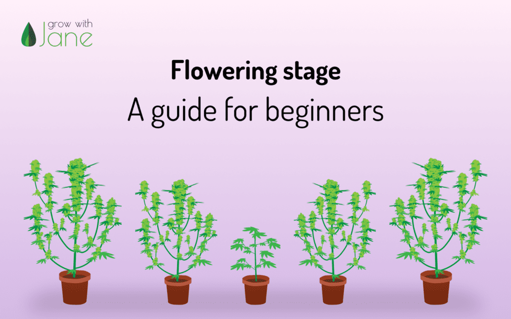 Flowering Stage - A guide for beginners