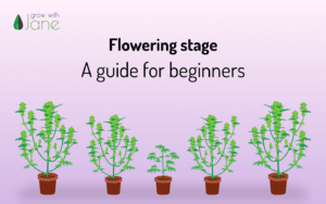 Flowering stage in Cannabis plants: a guide for beginners