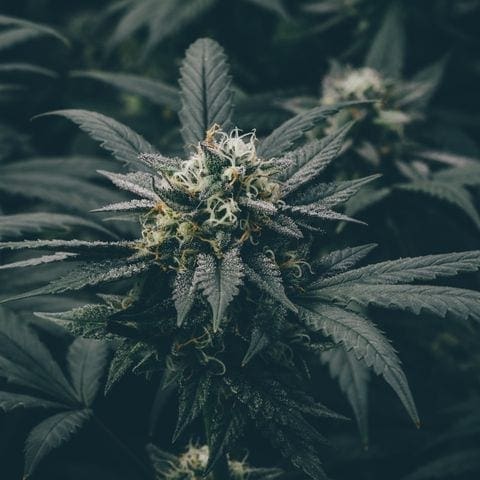 gelato cannabis strain plant flowering buds