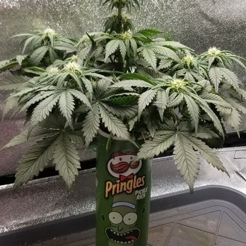 A cannabis plant growing from a chip can