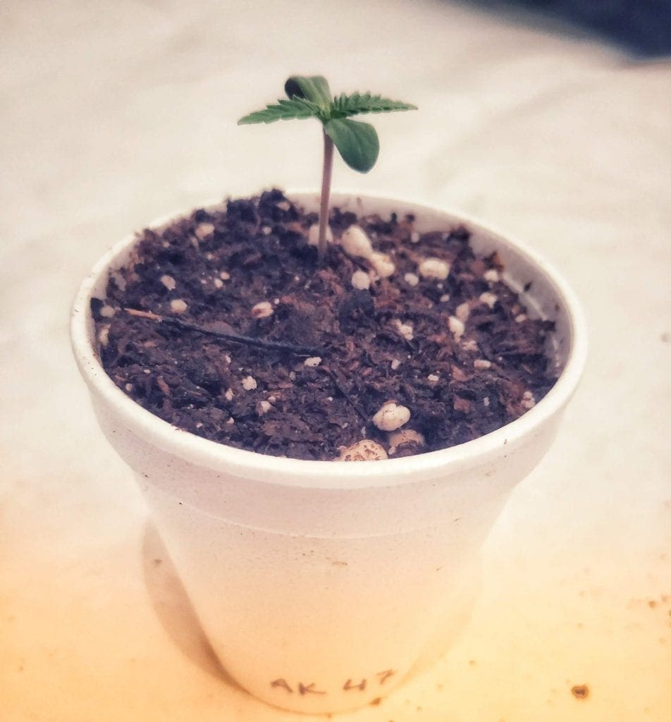 seedling in solo cup