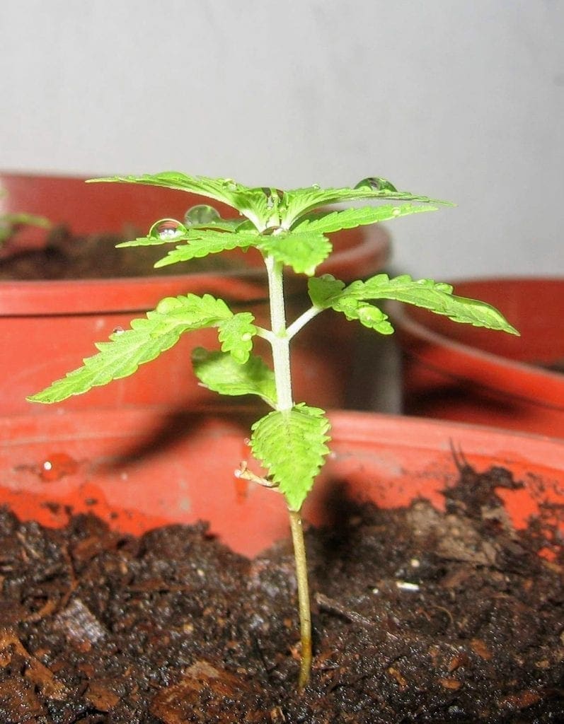 cannabis seedling going into the vegetative stage