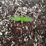 Cannabis seedling in soil