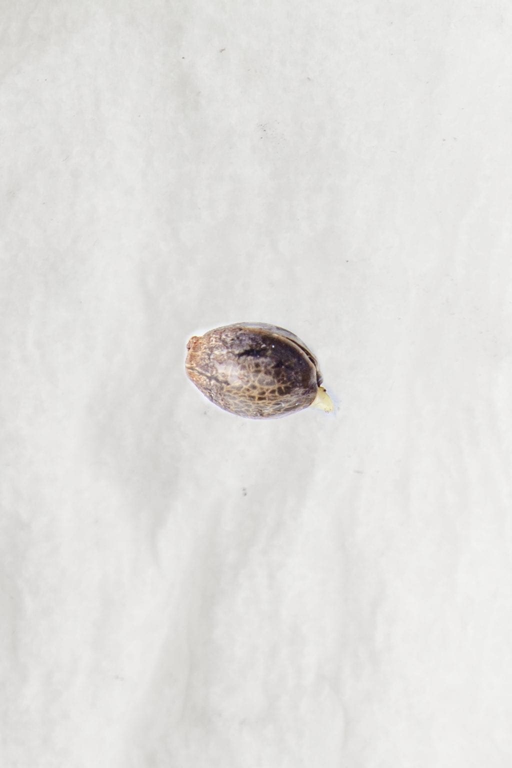 cannabis seed opening germinating