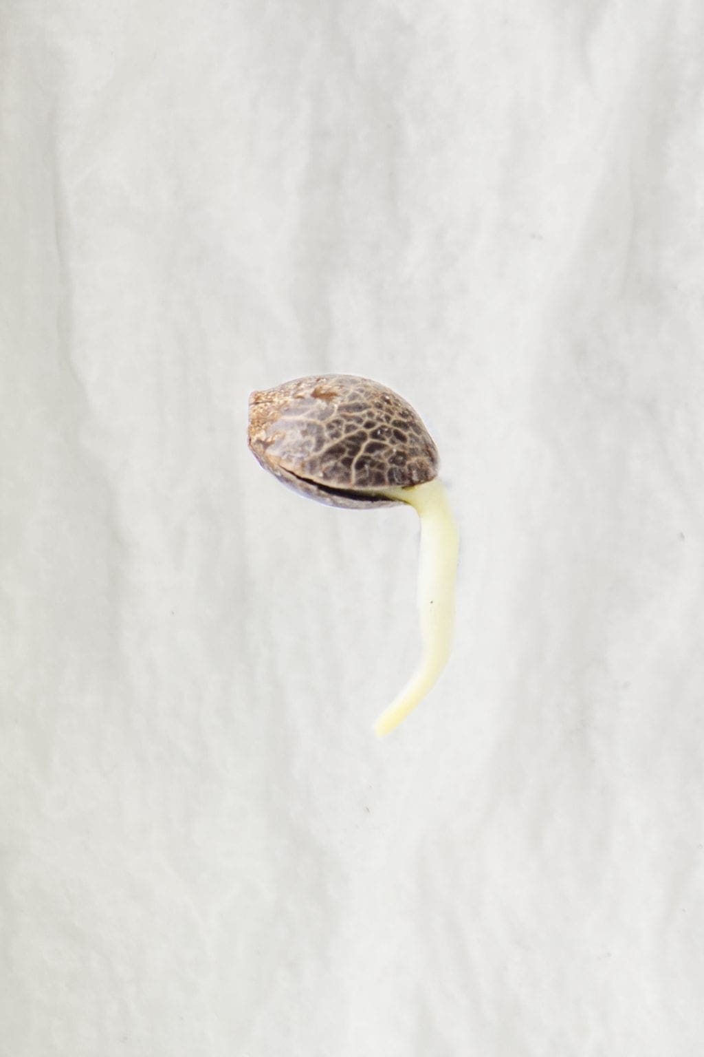 germination des graines de cannabis racine pivotante