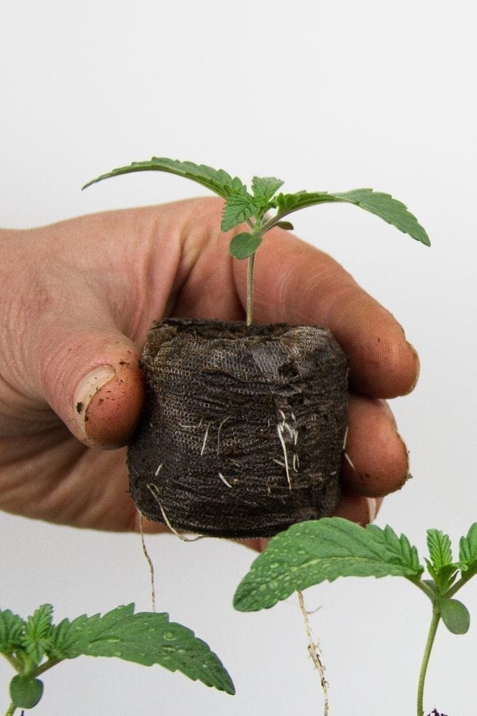 semis de cannabis en un tour de main