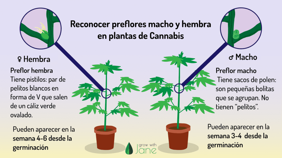 Etapa vegetativa en las plantas de Cannabis