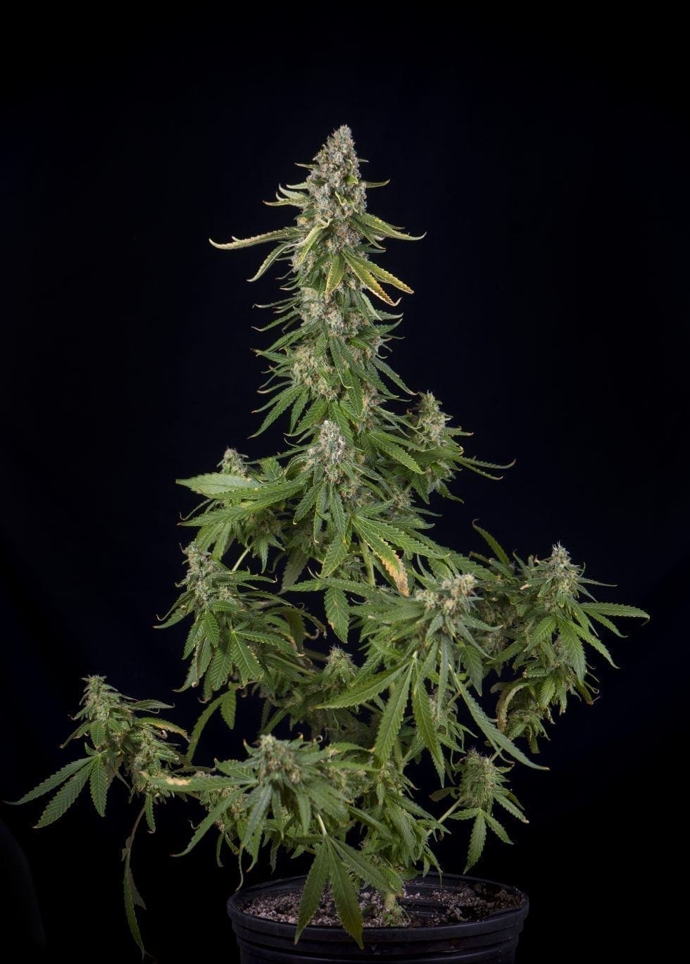 when to harvest cannabis when to harvest cannabis