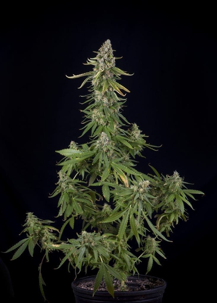 cannabis plant with nutrients