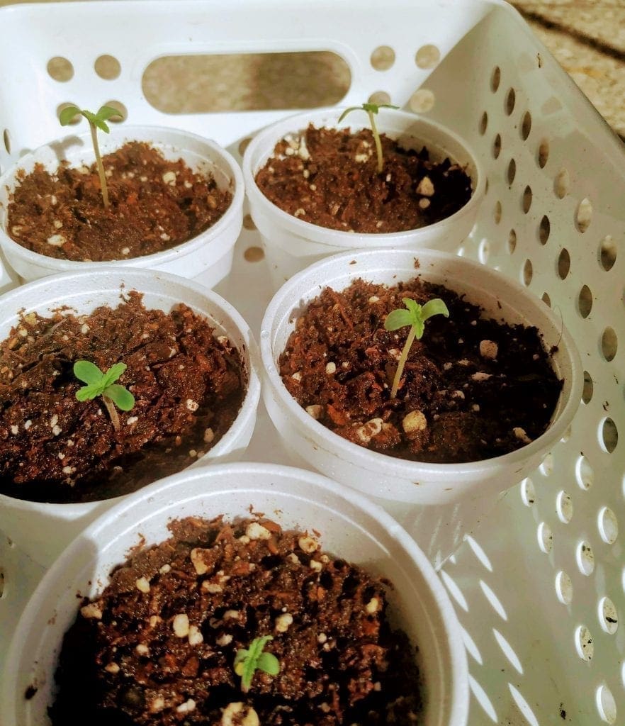 cannabis seedlings in solo cups