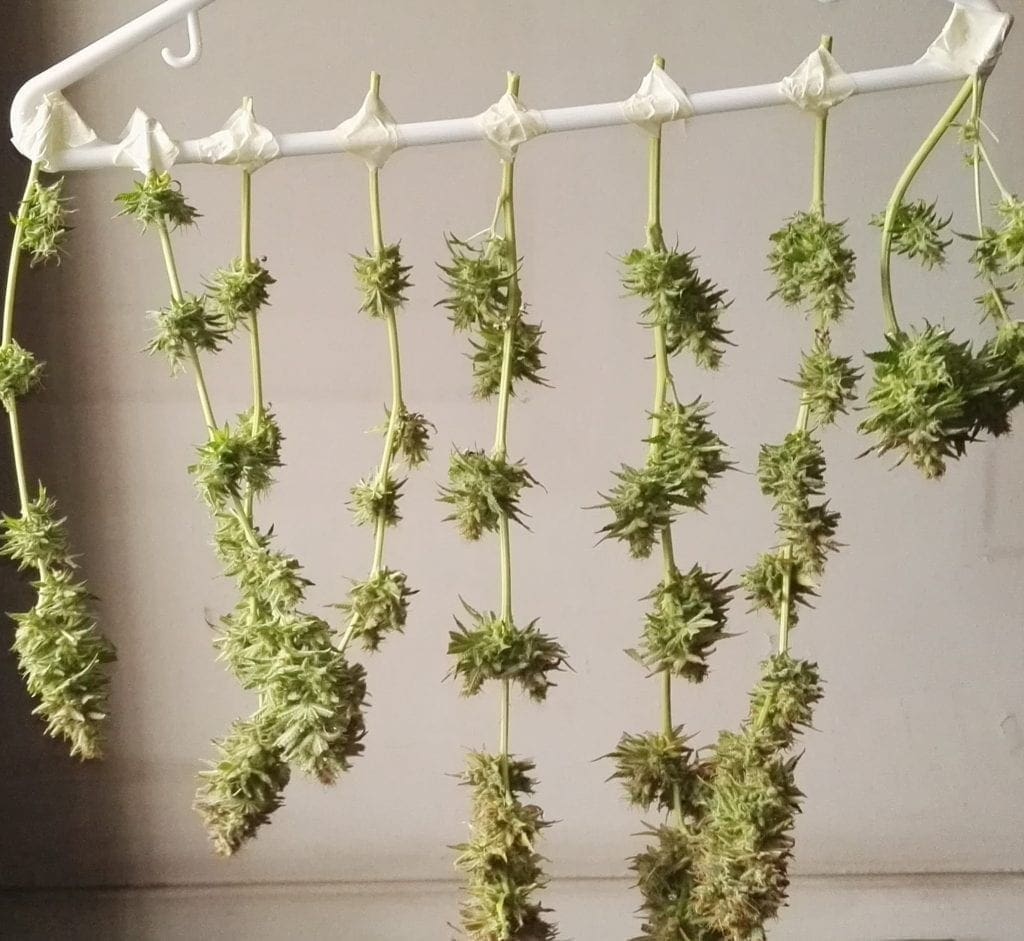 drying cannabis buds hanger
