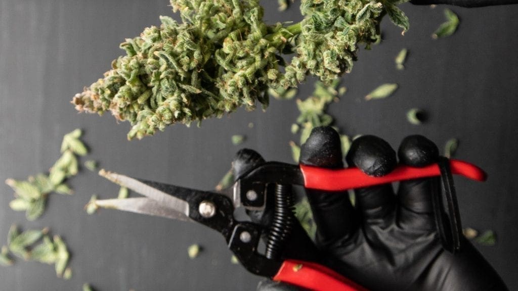 récolte des bourgeons de cannabis