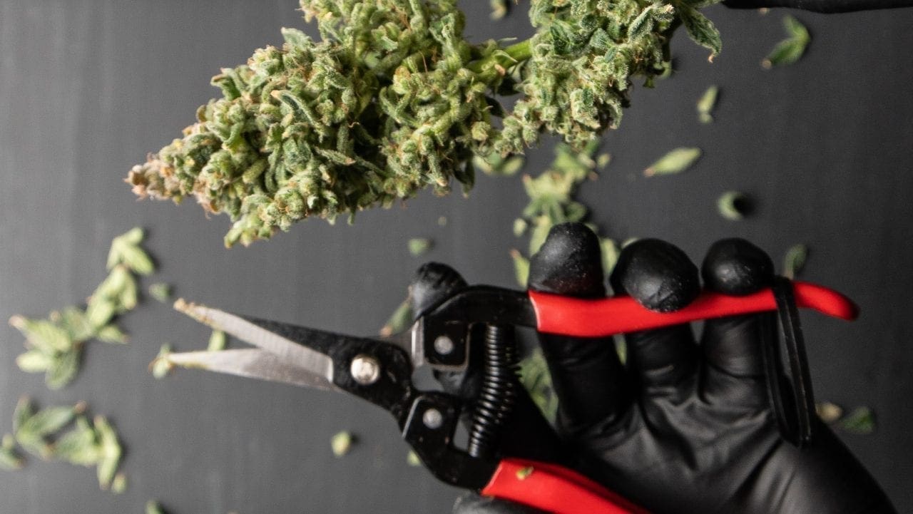 Wie man Cannabispflanzen drinnen erntet ein Leitfaden für Anfänger