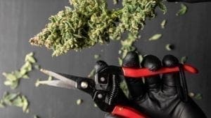 Como colher plantas de Cannabis dentro de casa: um guia para iniciantes