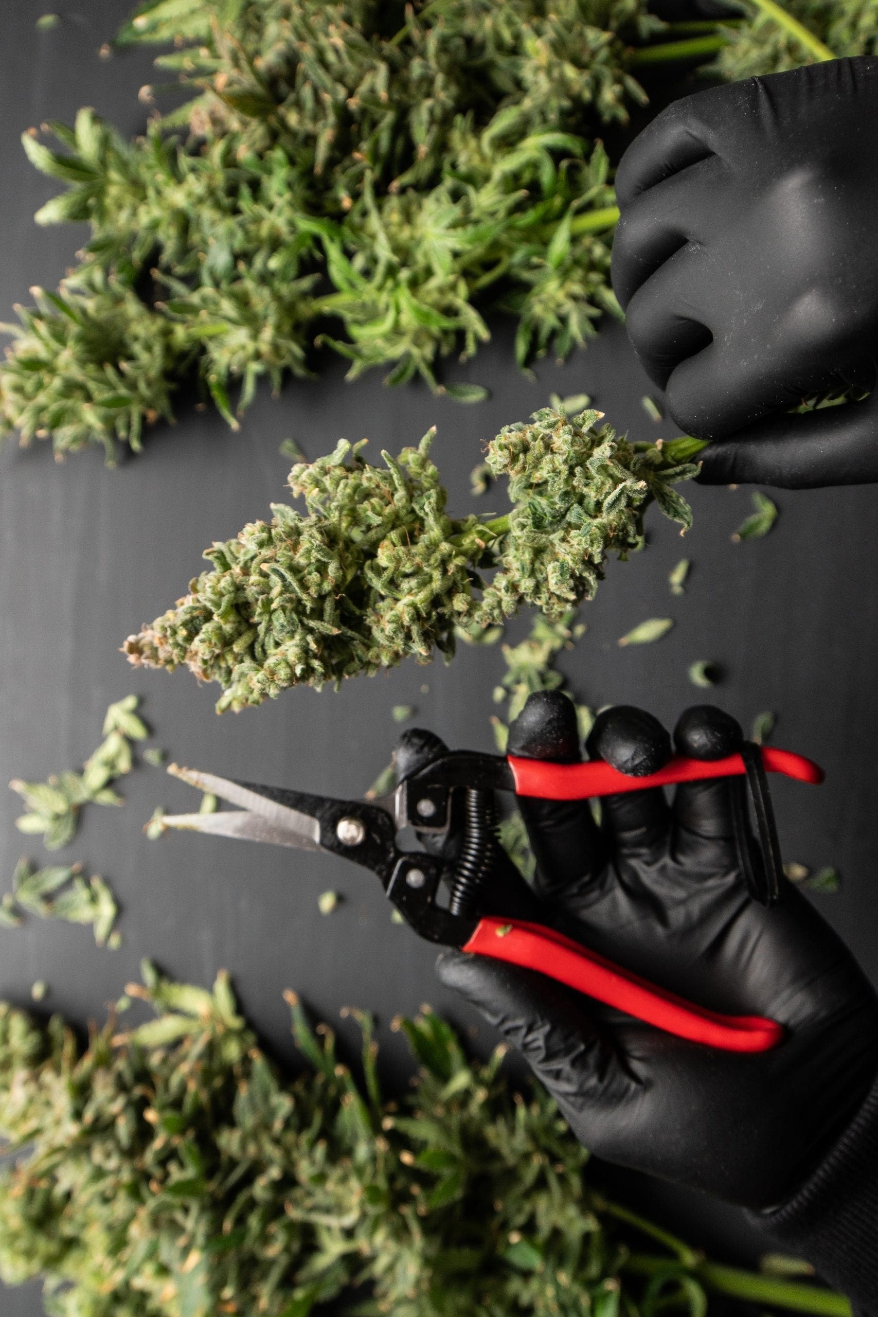 récolter les bourgeons de cannabis