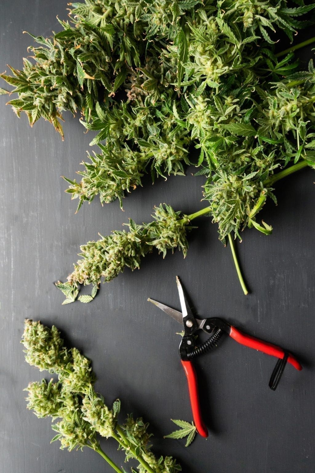harvesting cannabis buds