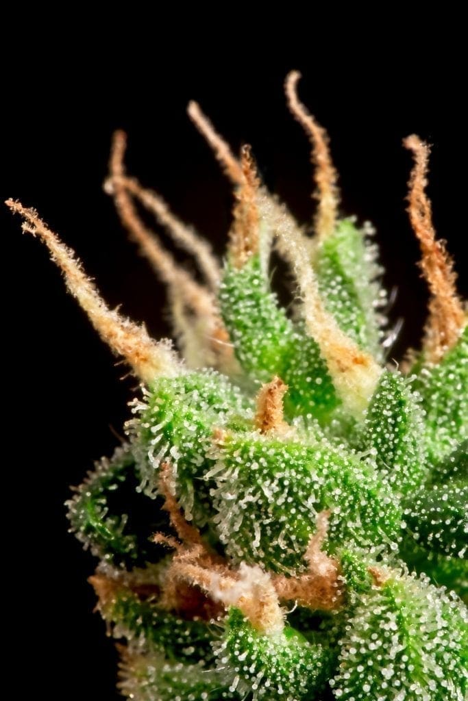 Ernte Cannabis Stempel orange Mitte Blüte