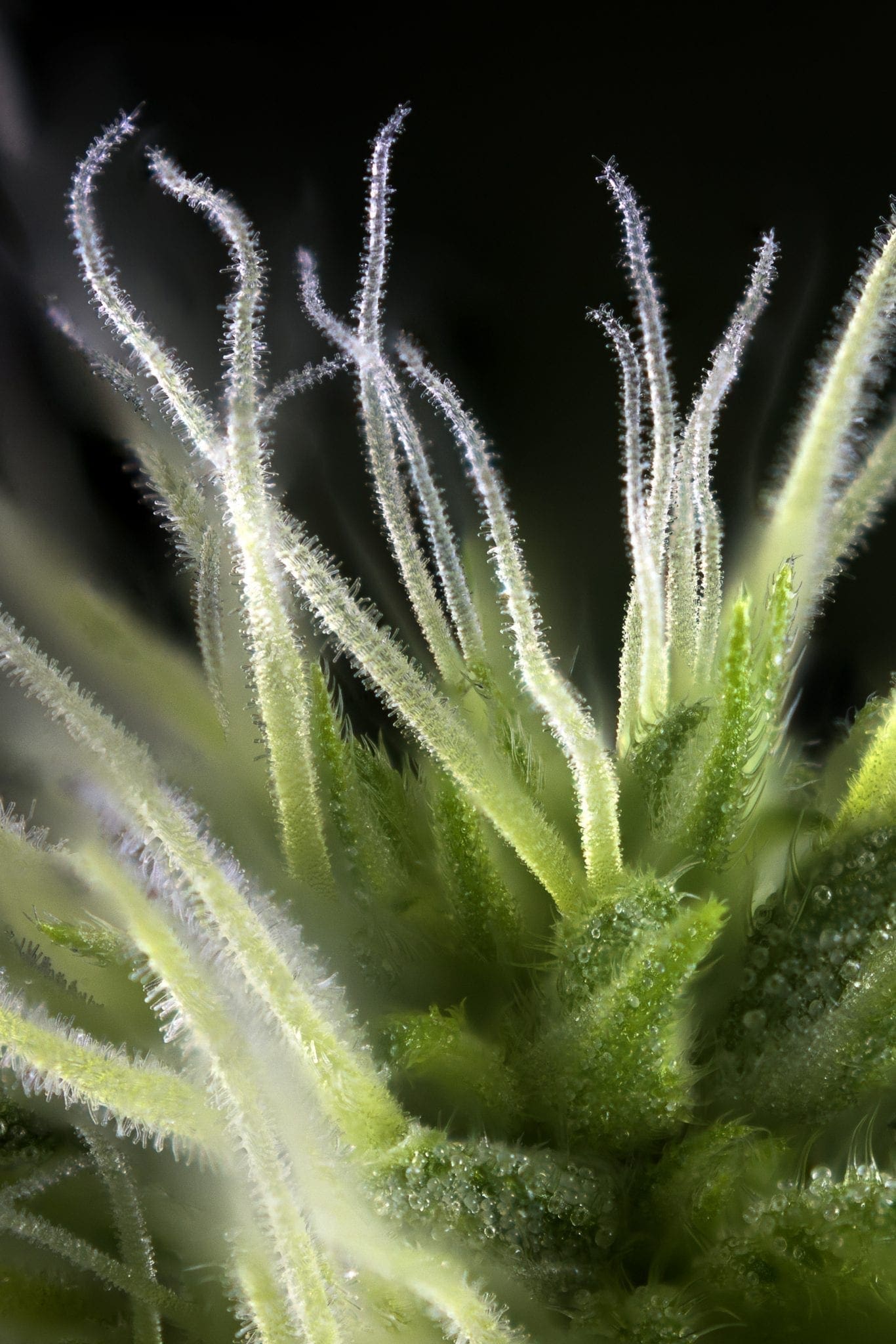 Identify male, female and hermaphrodite Cannabis plants