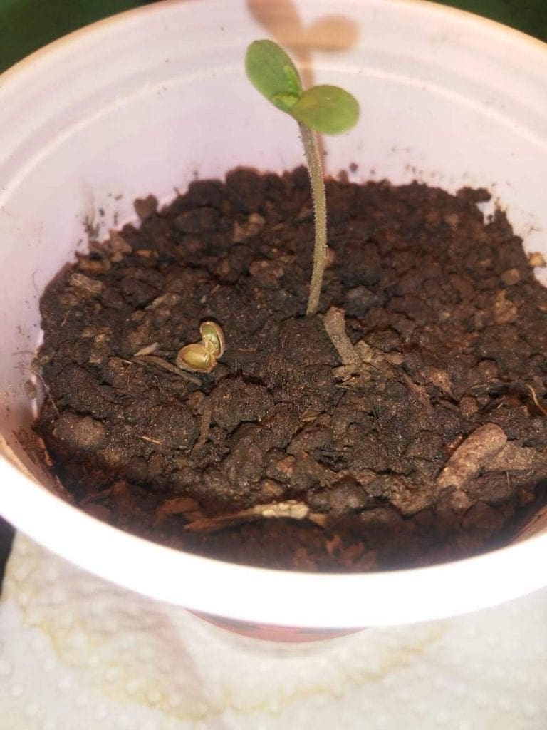 coquille de graine collée sur le semis de cannabis 3