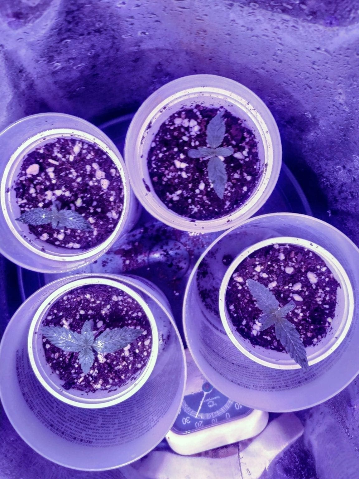 How to germinate Cannabis seeds: a guide for beginners