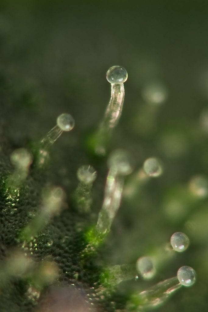 trichomes white macro