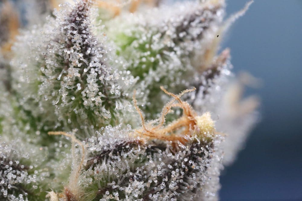 Harvest cannabis plant white trichomes - Grow with Jane