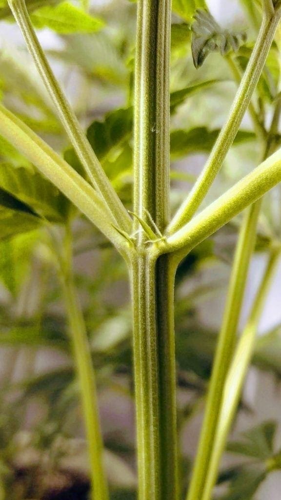 female weed seedlings