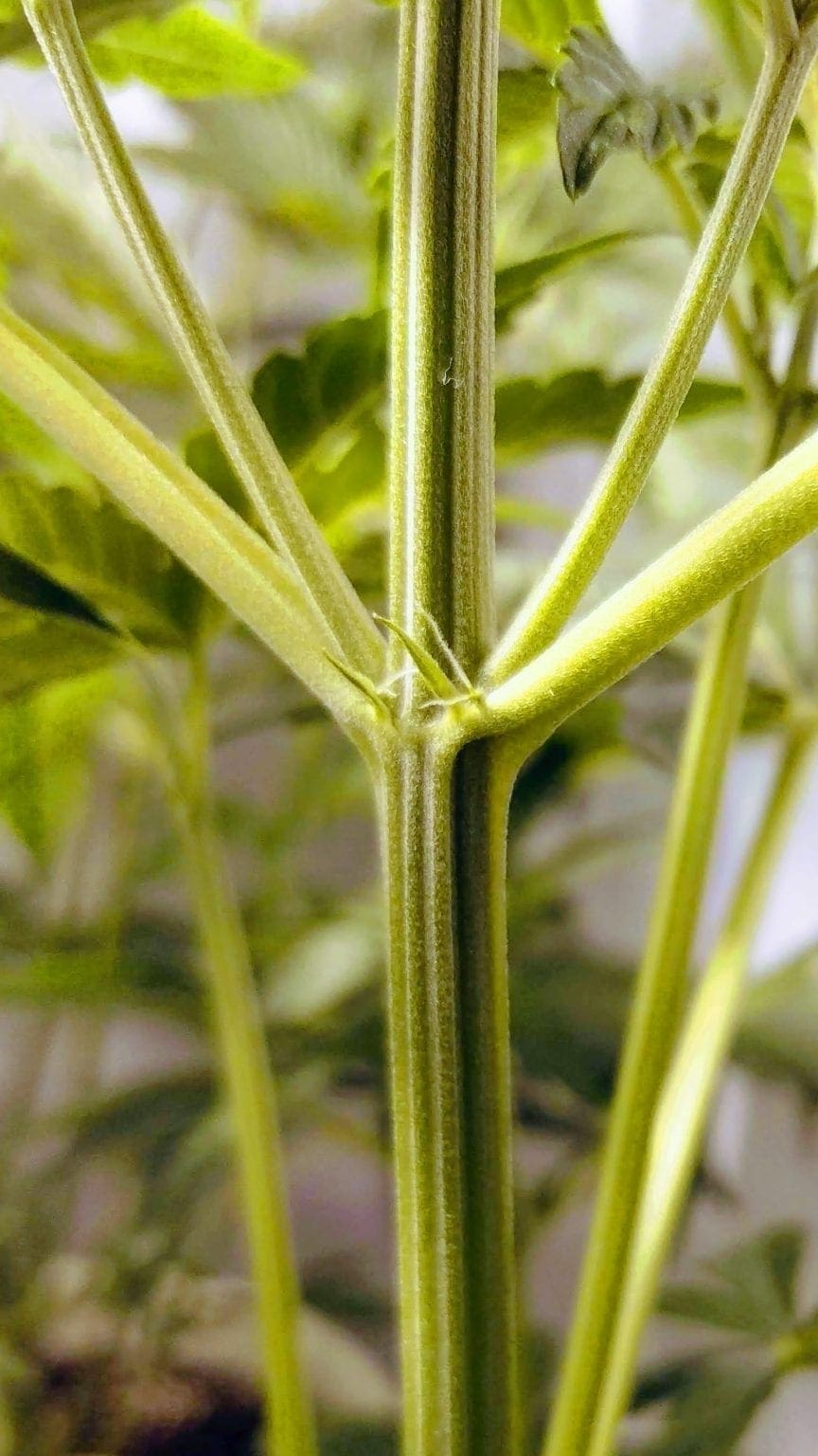 Identify male, female and hermaphrodite Cannabis plants