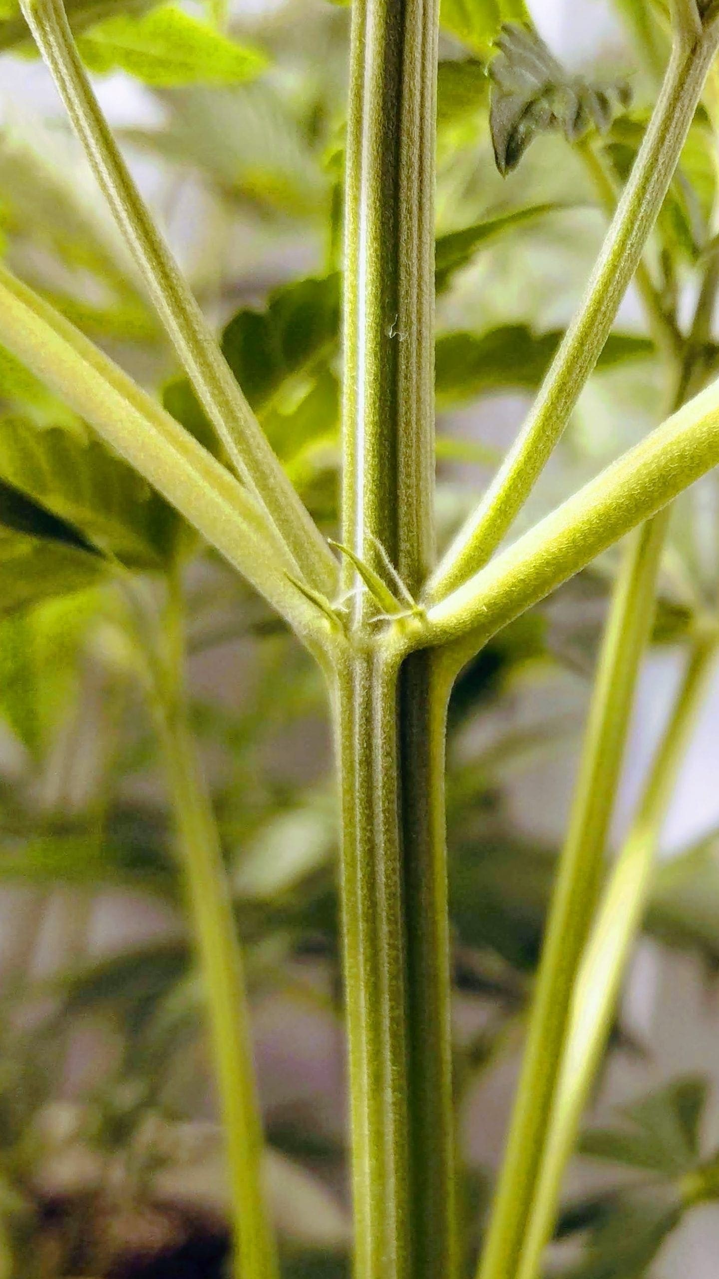 Identify Male, Female And Hermaphrodite Cannabis Plants