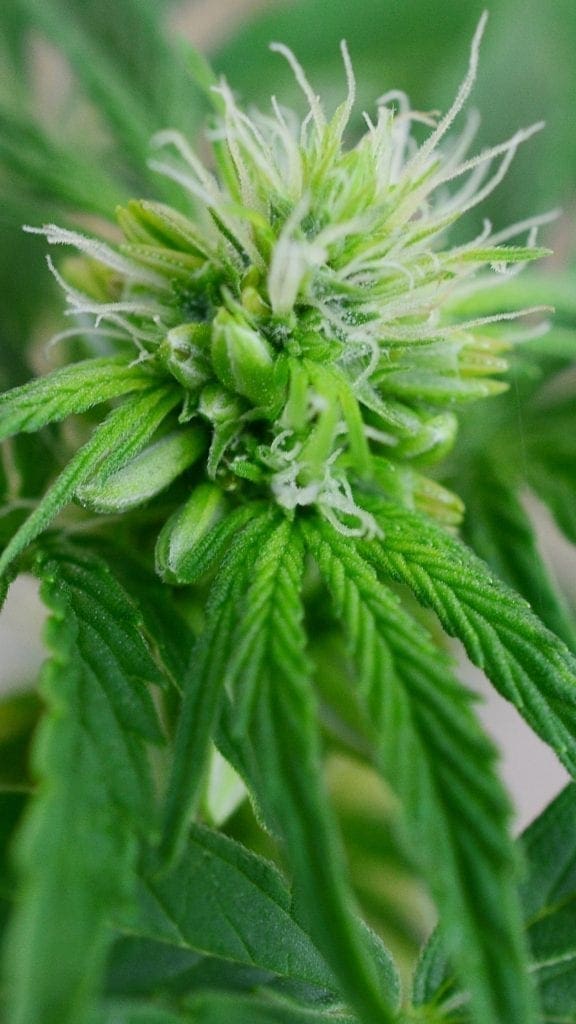 plante de cannabis hermie