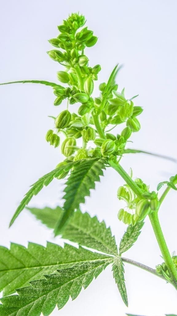 flor masculina de cànnabis