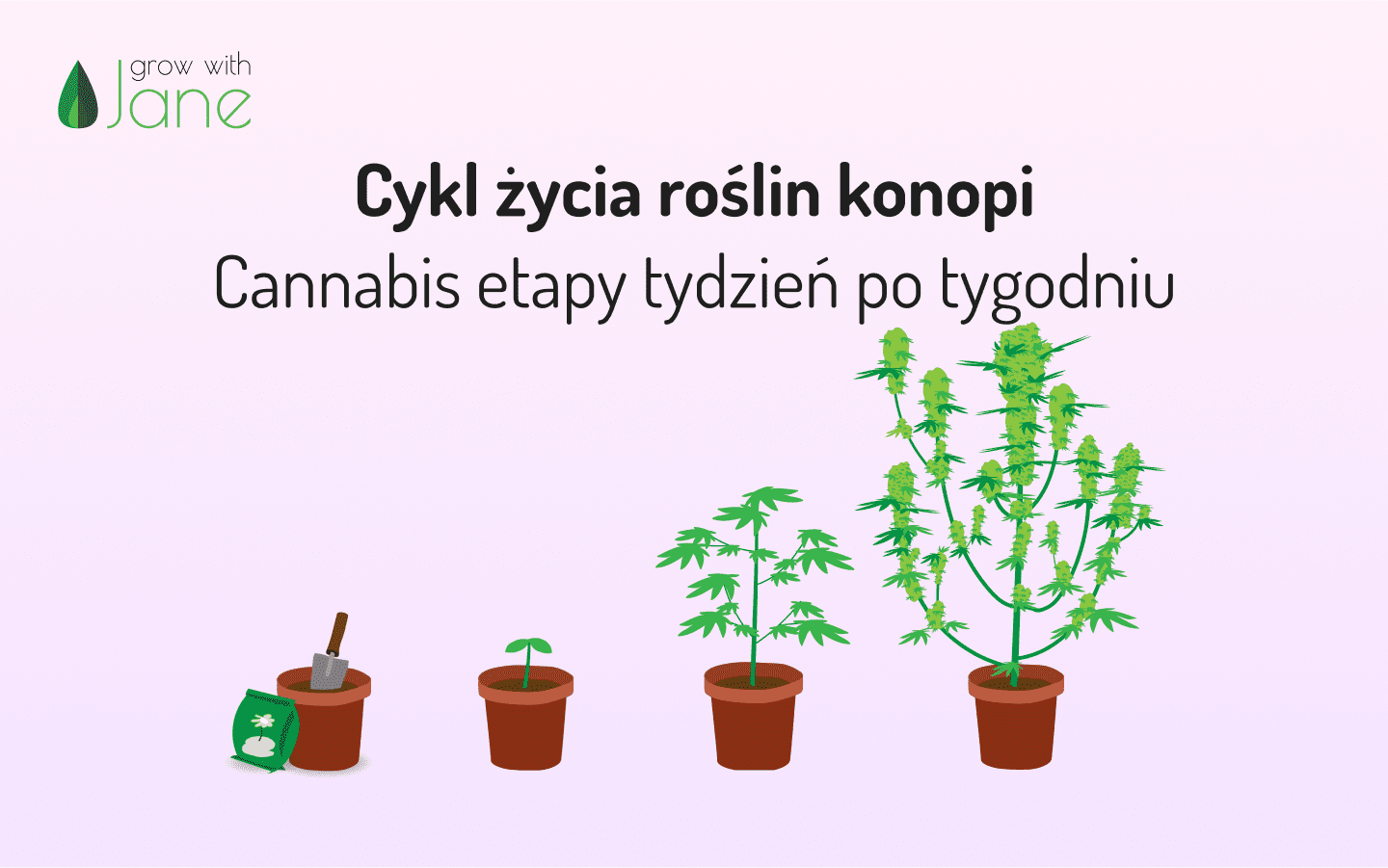 Cykl życia roślin konopi – Cannabis etapy tydzień po tygodniu